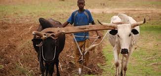 Tens of thousands of Zimbabwean farmers use cattles to till the fields