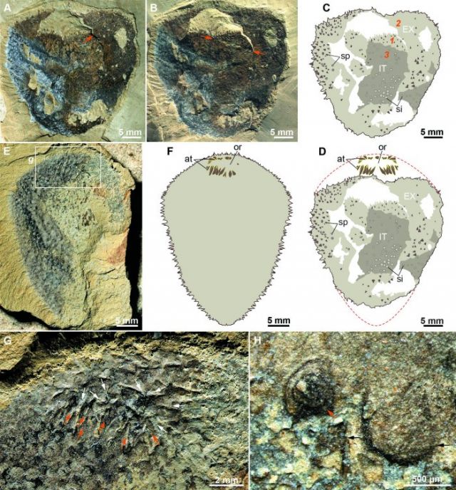 500-Million-Year Fossil Mystery Solved